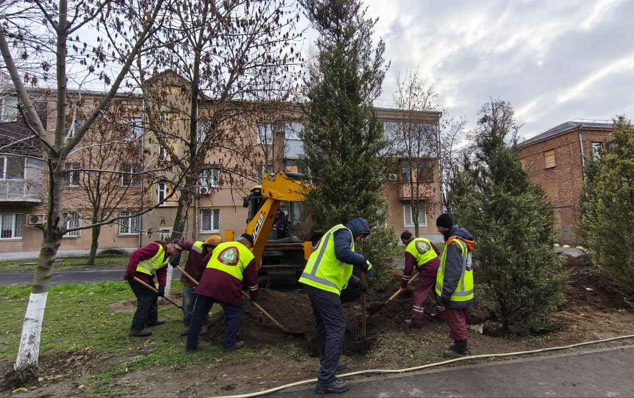 Комунальники у Харкові висаджують ялівець (фото)